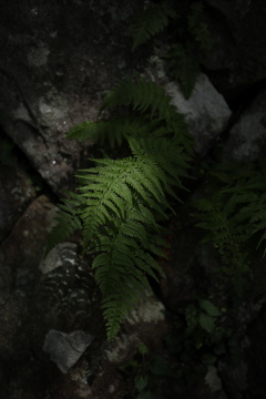 IMG_2010