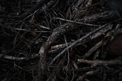 NZF_1019