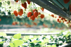 FUJIFILM_X-T5_10564352-10598810085