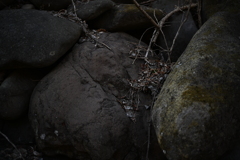 NZF_1058