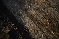NZF_1121