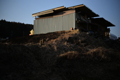 NZF_1098