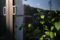 NZF_1004