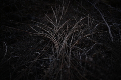 NZF_1048