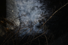 NZF_1050