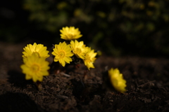NZF_1009