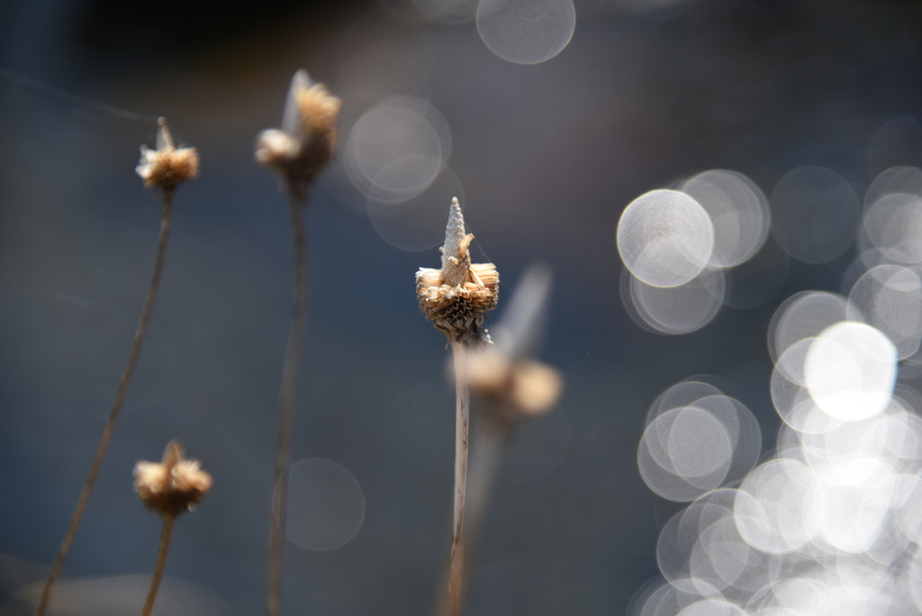 D75_0196
