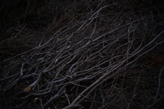 NZF_1045