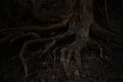 NZF_1057