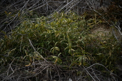 NZF_1078