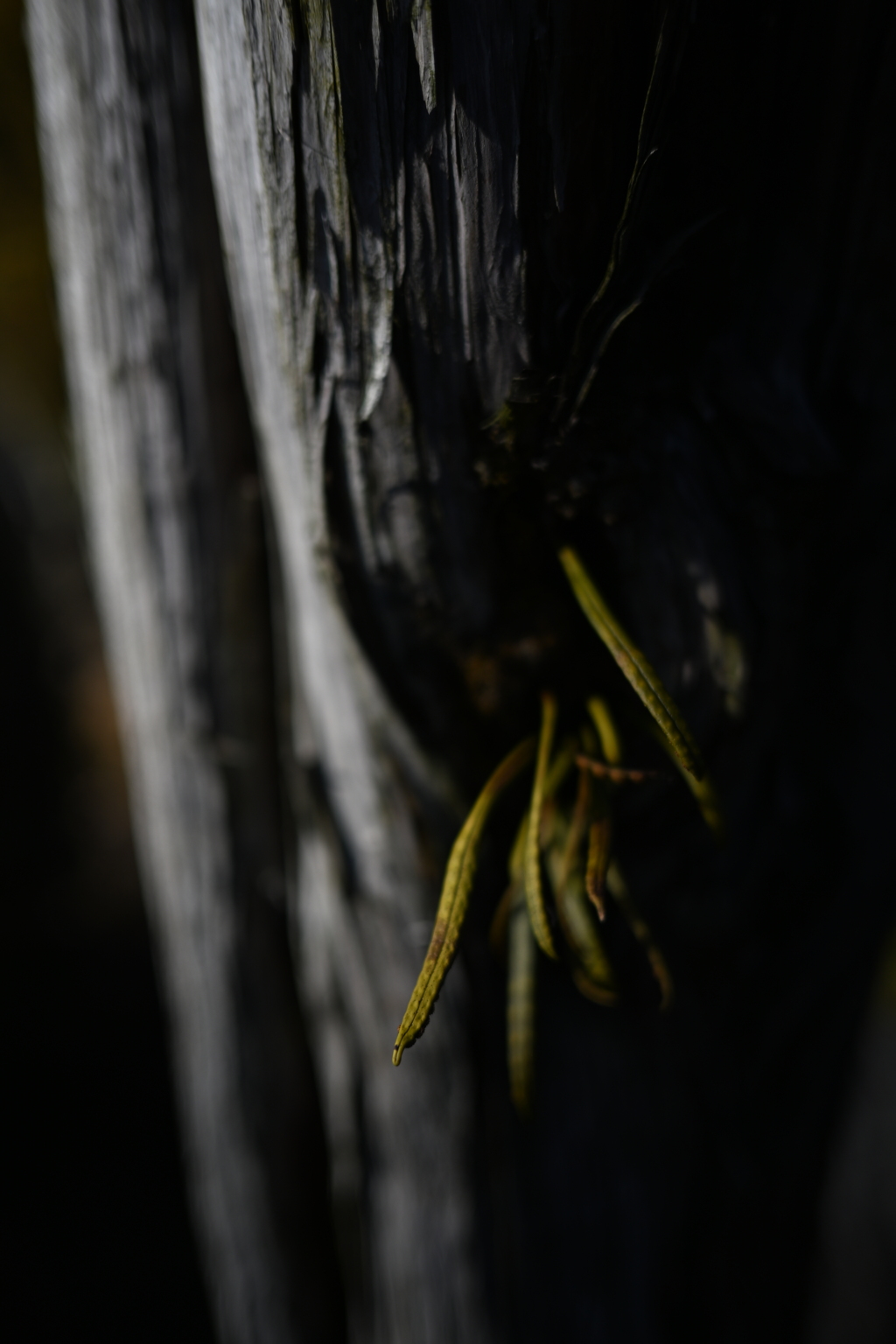 NZF_1010