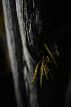 NZF_1010