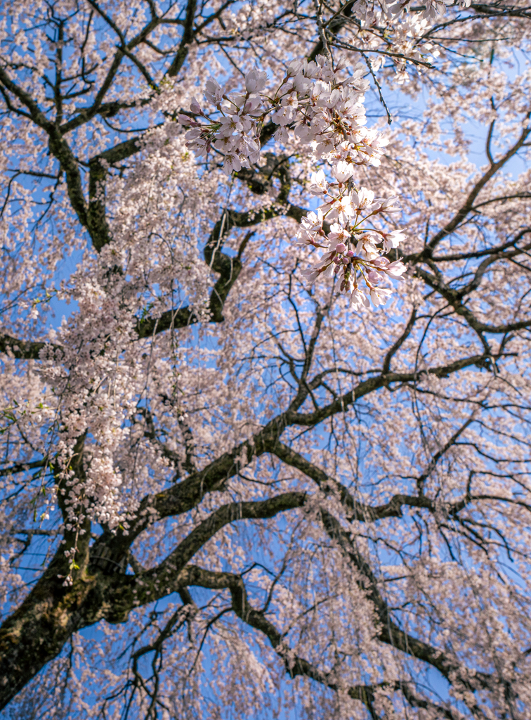 しだれ桜