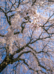 しだれ桜