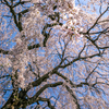しだれ桜