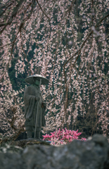 しだれ桜 2