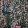 しだれ桜 2