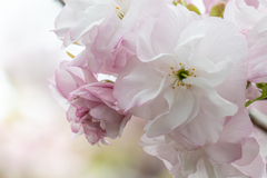 八重桜