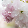 八重桜