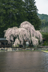 青屋神明神社のしだれ桜