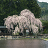 青屋神明神社のしだれ桜