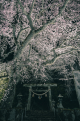 森山神社のしだれ桜 3