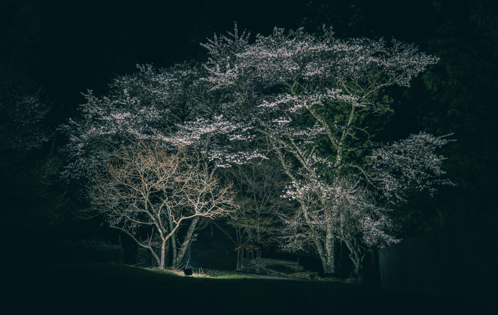 宮谷の桜