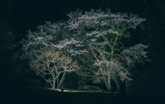 宮谷の桜