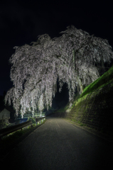 岩太郎桜