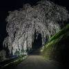 岩太郎桜