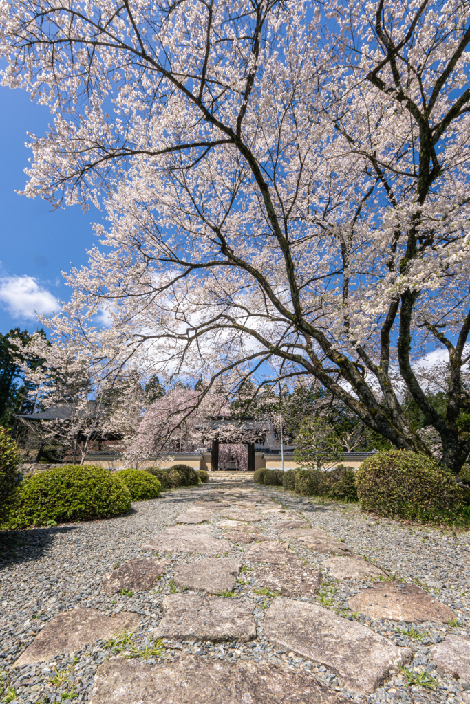 永養寺の桜 5