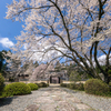 永養寺の桜 5
