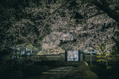 永養寺の桜 1