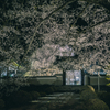 永養寺の桜 1