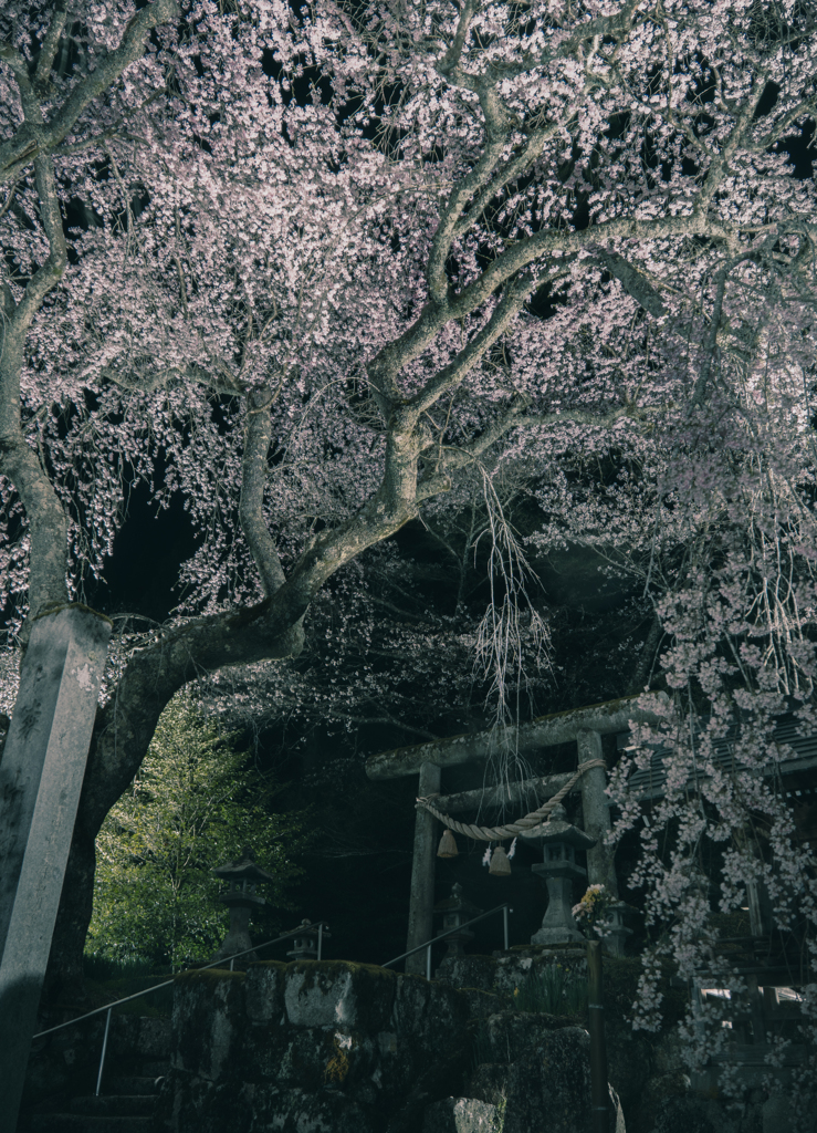 森山神社のしだれ桜 2