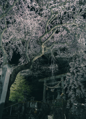 森山神社のしだれ桜 2