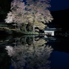 あだ桜