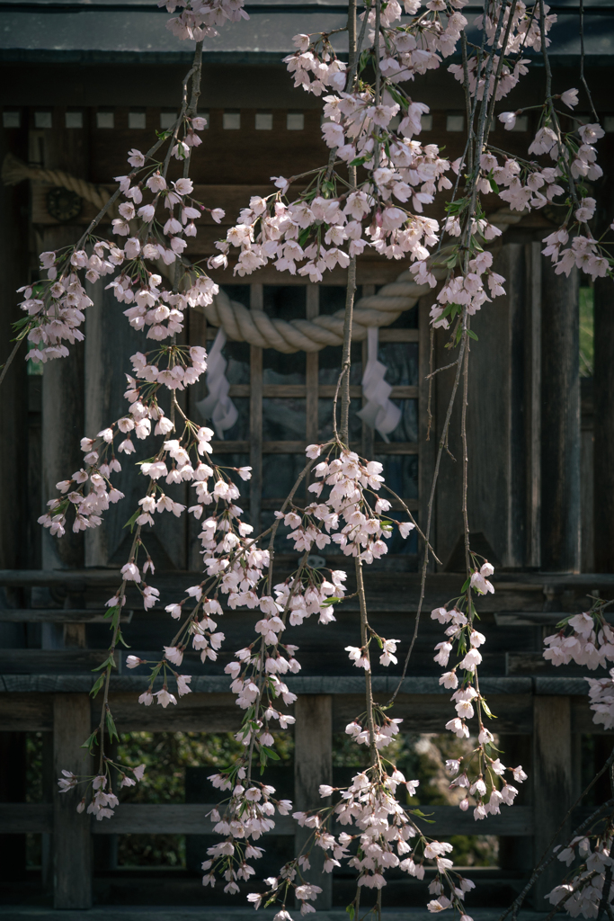 しだれ桜 1