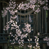 しだれ桜 1