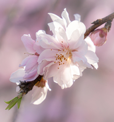 しだれ花桃