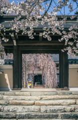 永養寺の桜 3