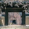 永養寺の桜 3