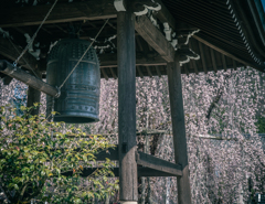永養寺の桜 4