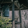 永養寺の桜 4
