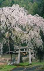 黒川天満神社のしだれ桜