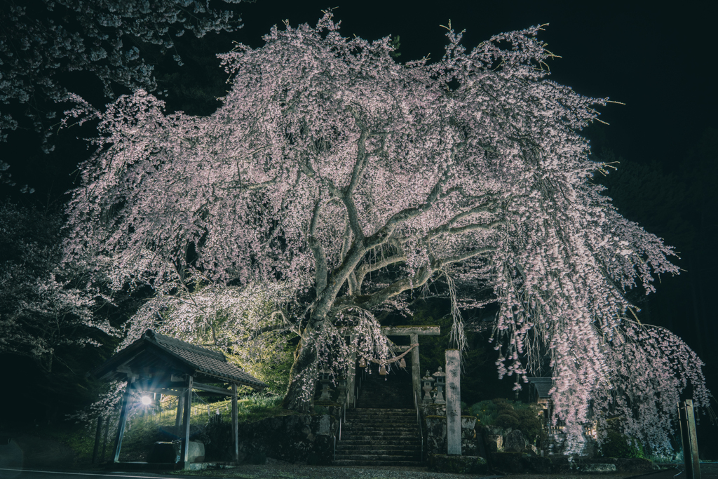 森山神社のしだれ桜 1