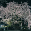 森山神社のしだれ桜 1