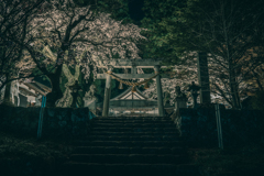 白王神社の桜