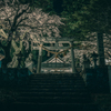 白王神社の桜