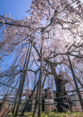永養寺の桜 6